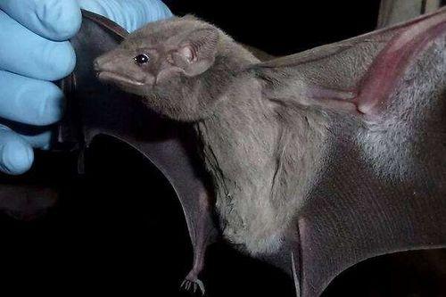 最新爆料蝙蝠,最新研究揭示蝙蝠独特基因生成之谜  第1张